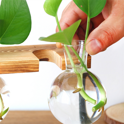 Hydroponic Glass Planter