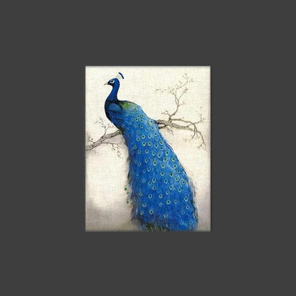 Pavo Peacock Stretched Canvas